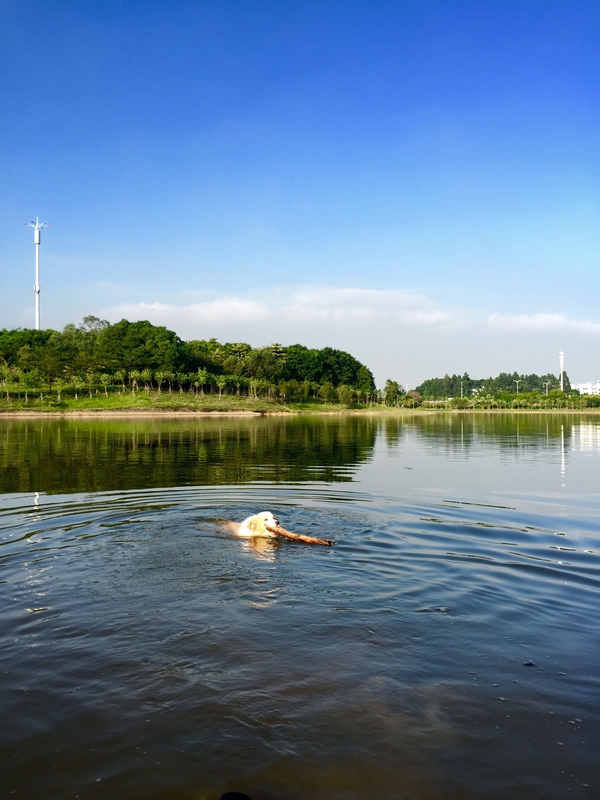 边牧这种狗到底有多聪明,边牧的智商真的有6-8岁那么高吗
