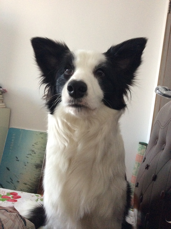 边牧这种狗到底有多聪明,边牧的智商真的有6-8岁那么高吗