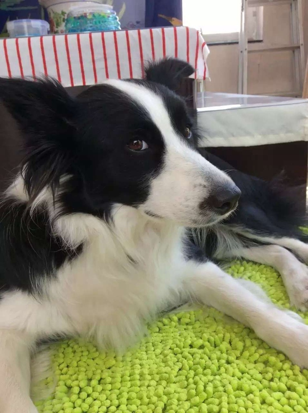 边牧这种狗到底有多聪明,边牧的智商真的有6-8岁那么高吗