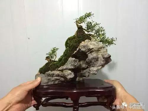 盆景知识与交流,养花知识大全小盆景