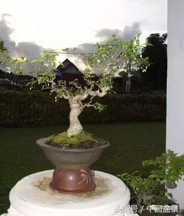 盆景知识与交流,养花知识大全小盆景