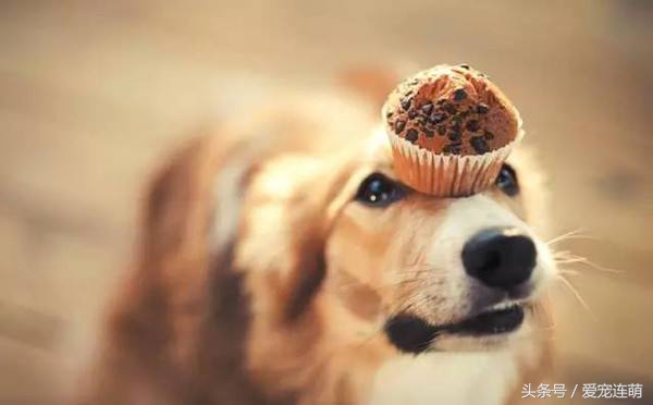 狗狗意外受孕怎么处理,狗狗备孕检查注意事项