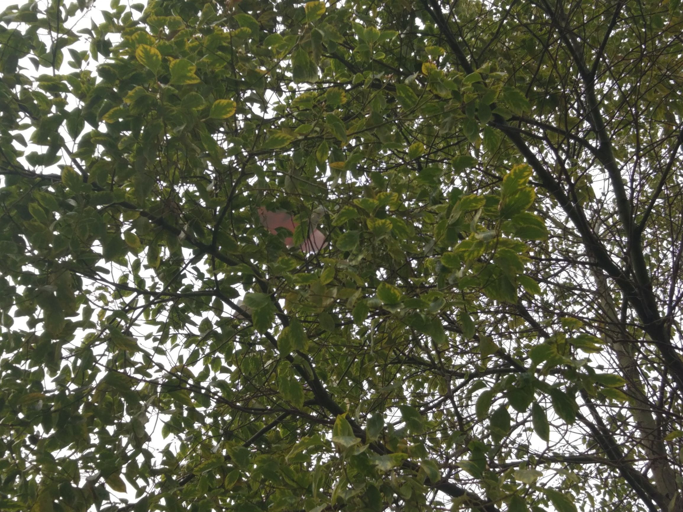 自己做航模小飞机需要哪些东西,怎么制作航模小飞机