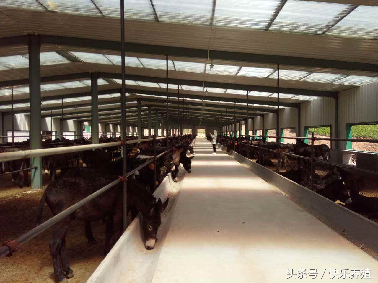 养驴的利润与成本真实最新,养驴行业现状及前景