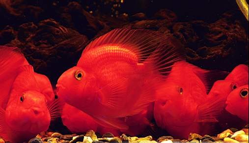 鹦鹉鱼哪个品种最好看又好养,鹦鹉鱼什么品种最大最好养