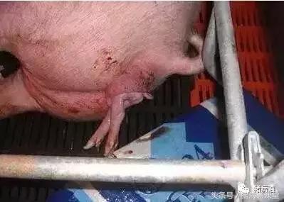 母猪产房十大问题,母猪护崽太过怎么办