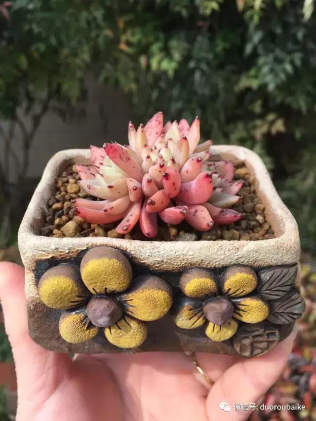 当大妈遇见帅哥,当大妈爱上邻家男孩