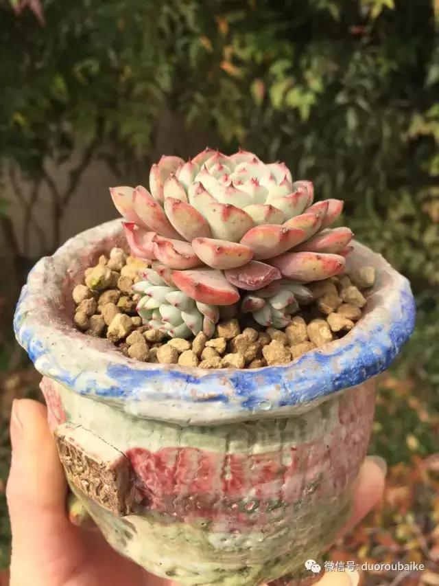 当大妈遇见帅哥,当大妈爱上邻家男孩