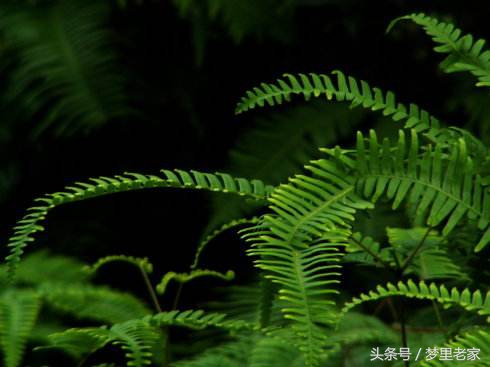 爱之徘徊（散文诗一组）