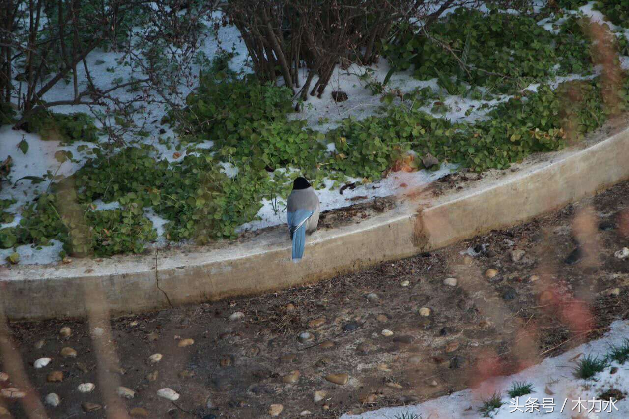 在我的老家，这种鸟十多年前就绝迹了，即使在别的地方，也不常见