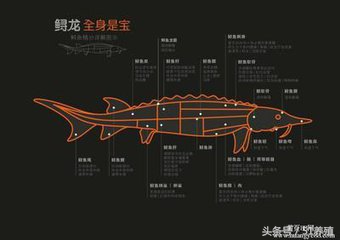 鲟鱼养殖技术书籍最新,鲟鱼养殖的可行性报告