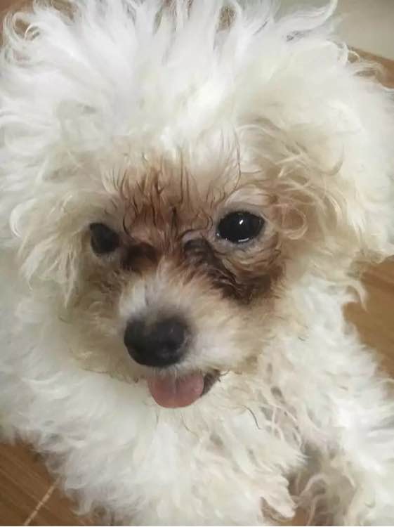 女子晒了自己养的泰迪，网友们炸开了锅，你这还不如去养猪呢