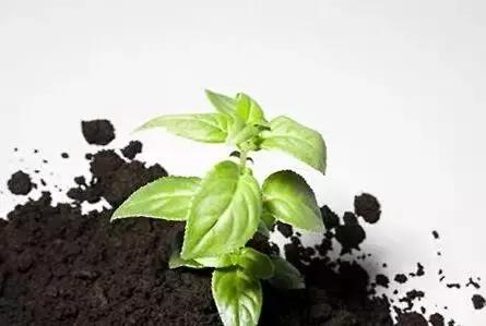 在家怎样自制花卉营养土,如何自制有机营养土