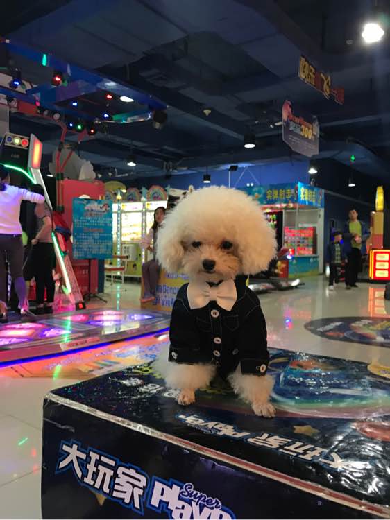 泰迪超过三个月,泰迪超过预产期没生怎么办