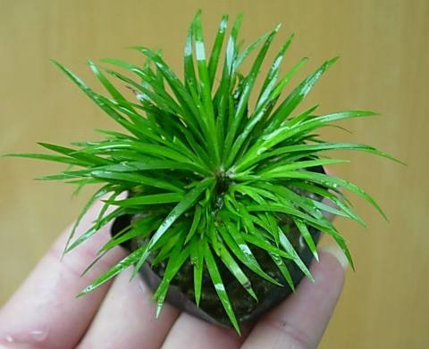 金钱菖蒲什么香味,从化金钱菖蒲