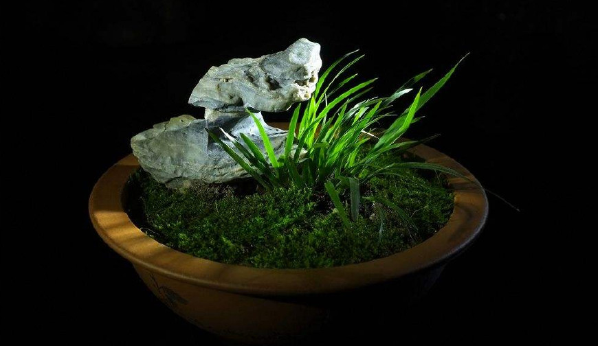 金钱菖蒲什么香味,从化金钱菖蒲