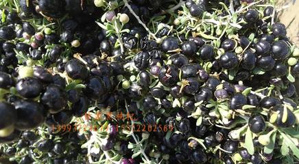 农民要致富必须发展什么,黑枸杞种植基地