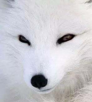 长妖痣的人眼睛很勾人吗,女人眼睛细长桃花眼勾人