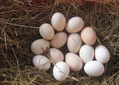 土鸡蛋怎么保存最有效,土鸡蛋如何保存更长久