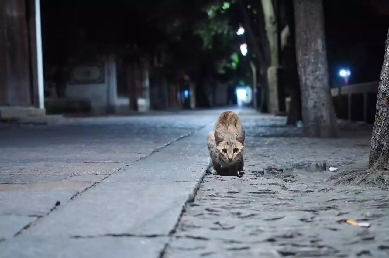 M4/3微单系统中,最适合摄影旅行的三款便携相机