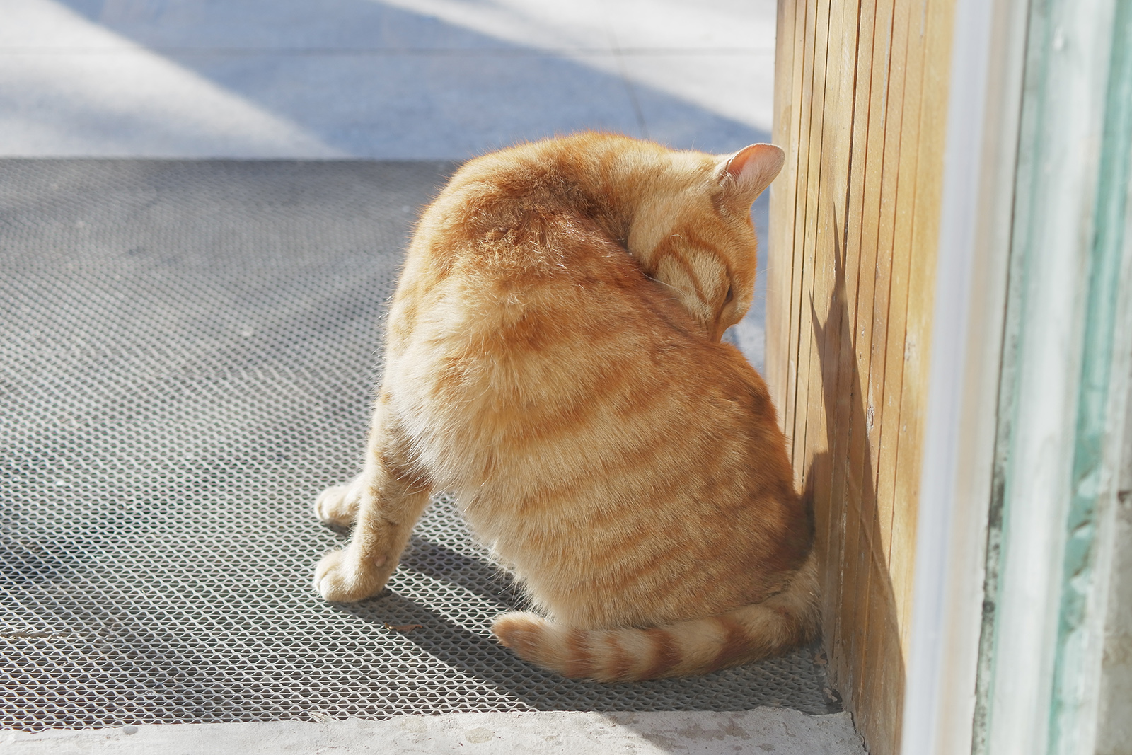 M4/3微单系统中,最适合摄影旅行的三款便携相机
