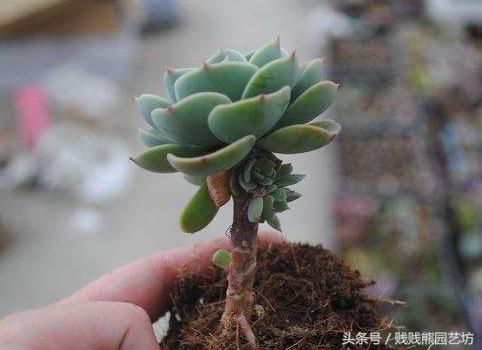 新手对多肉的忠告,多肉新手入门感受