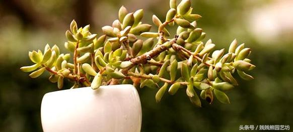新手对多肉的忠告,多肉新手入门感受