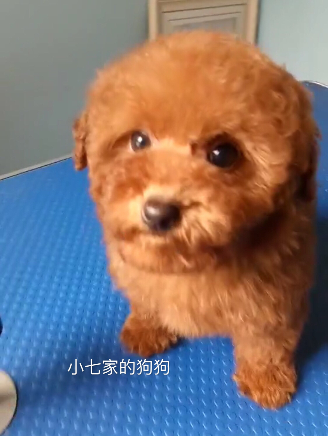 用笼子饲养泰迪,比熊和泰迪饲养