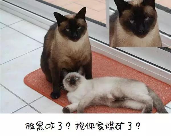 偷偷挖煤的暹罗猫,我家的暹罗猫脸不黑