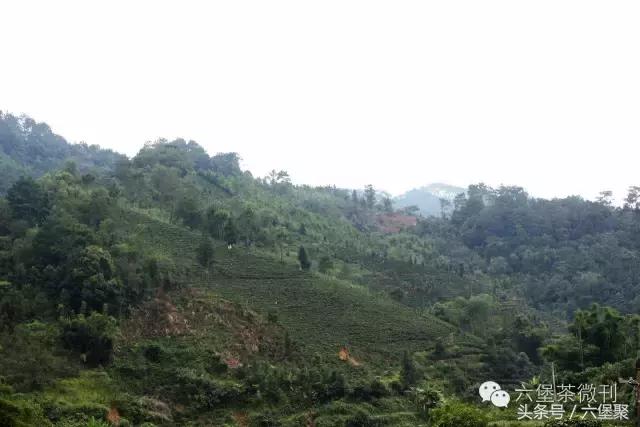 六堡茶黎宝林,茶江湖茶业旗舰店