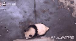 中国十大最火的外国网红,抖音百万网红姐弟抱大腿