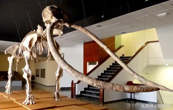 史前象科:大家伙们成为了早期人类的肉类仓库