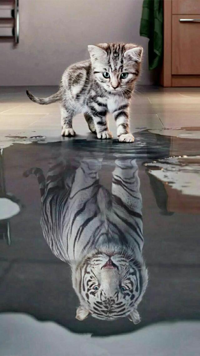 iphone高清壁纸4k全屏唯美,100张各种高清精美手机壁纸欣赏