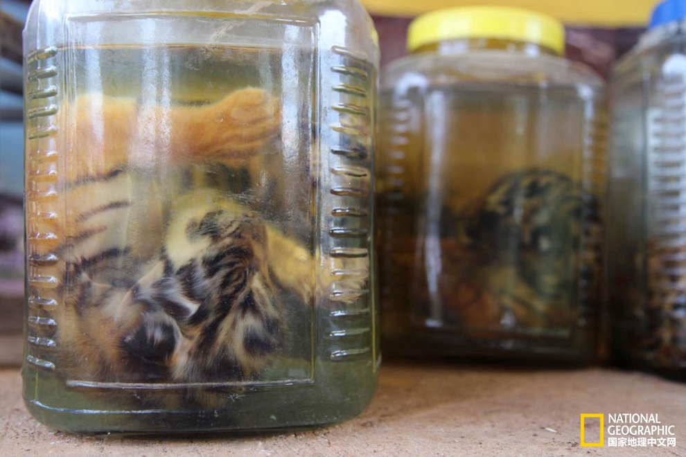 泰国老虎寺事件,老虎庙泰国后续