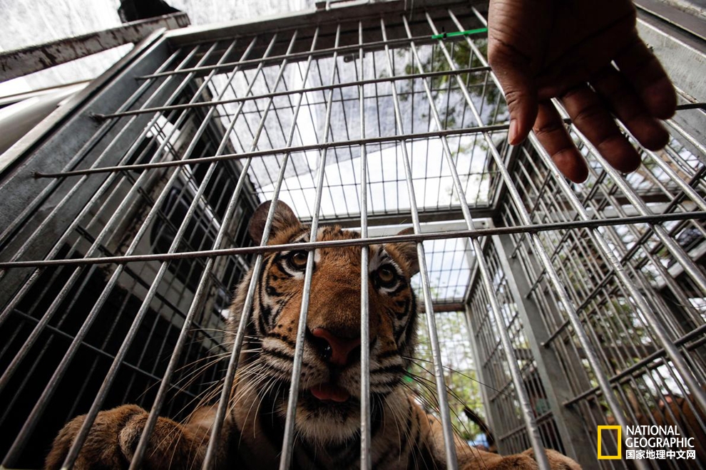 泰国老虎寺事件,老虎庙泰国后续