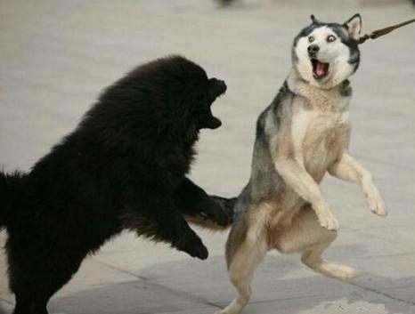 哈士奇可以和金毛杂交吗,如果哈士奇和狼在一起会怎么样