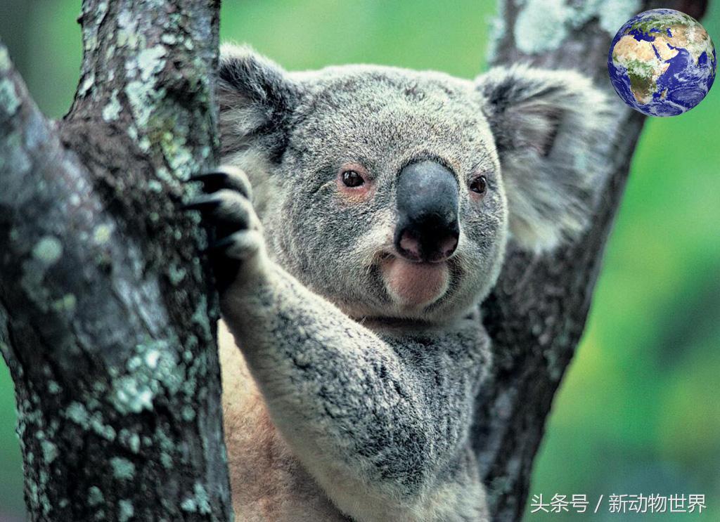 树袋熊其实不是熊的后一句,树袋熊是熊类还是鼠类