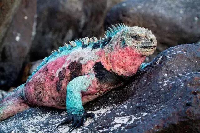 这才是旅行的样子，从亚洲至南美洲，他比我们多了点勇气和决心