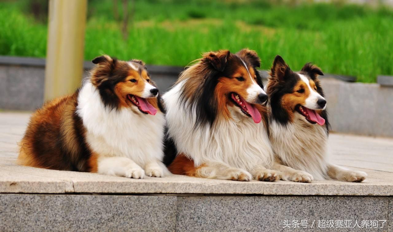 狗狗十大癌症,狗狗九大致命疾病