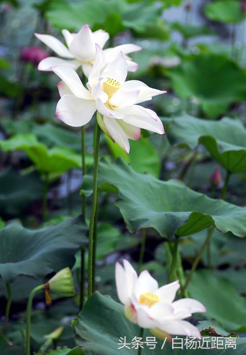 许昌市大美莲城,许昌大美莲城图片