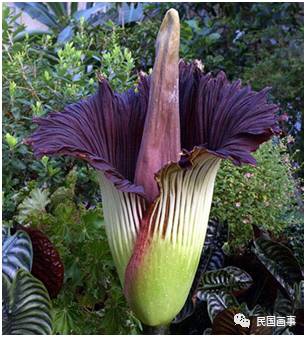 鬼吹灯真人真事吗,鬼吹灯的真相