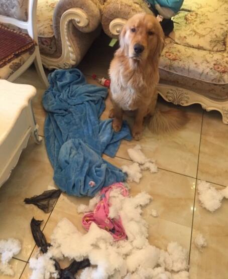 不小心踩到狗它会记仇吗,不小心踩到狗狗它一直呲牙