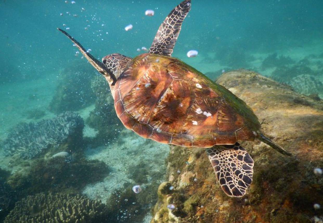 宿雾必去景点,亚洲最美云海