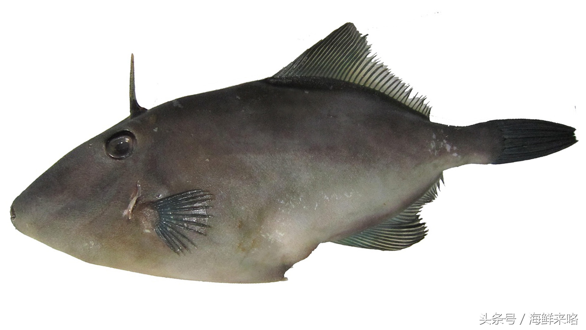 哪种海鱼吃着最简单,哪种海鱼喜欢吃肉