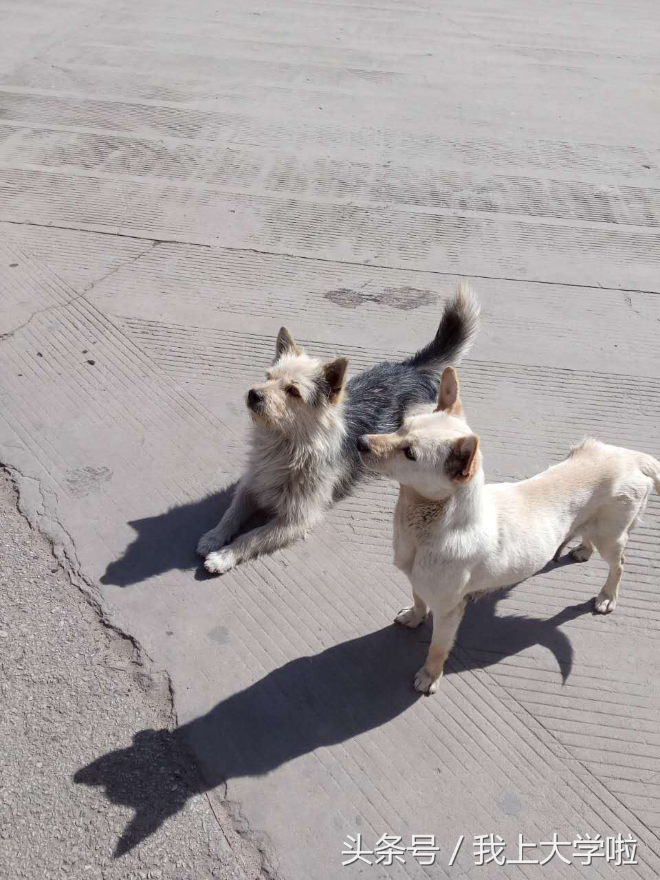 延安大学清晨,延安大学早晨