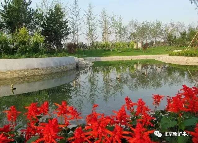 北京植物园踏青赏花,踏青赏花北京