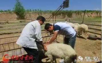 养羊的10大忠告完整,养羊的十大心酸