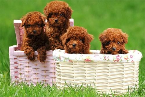 5岁泰迪掉毛怎么办,5岁泰迪掉牙齿是怎么回事