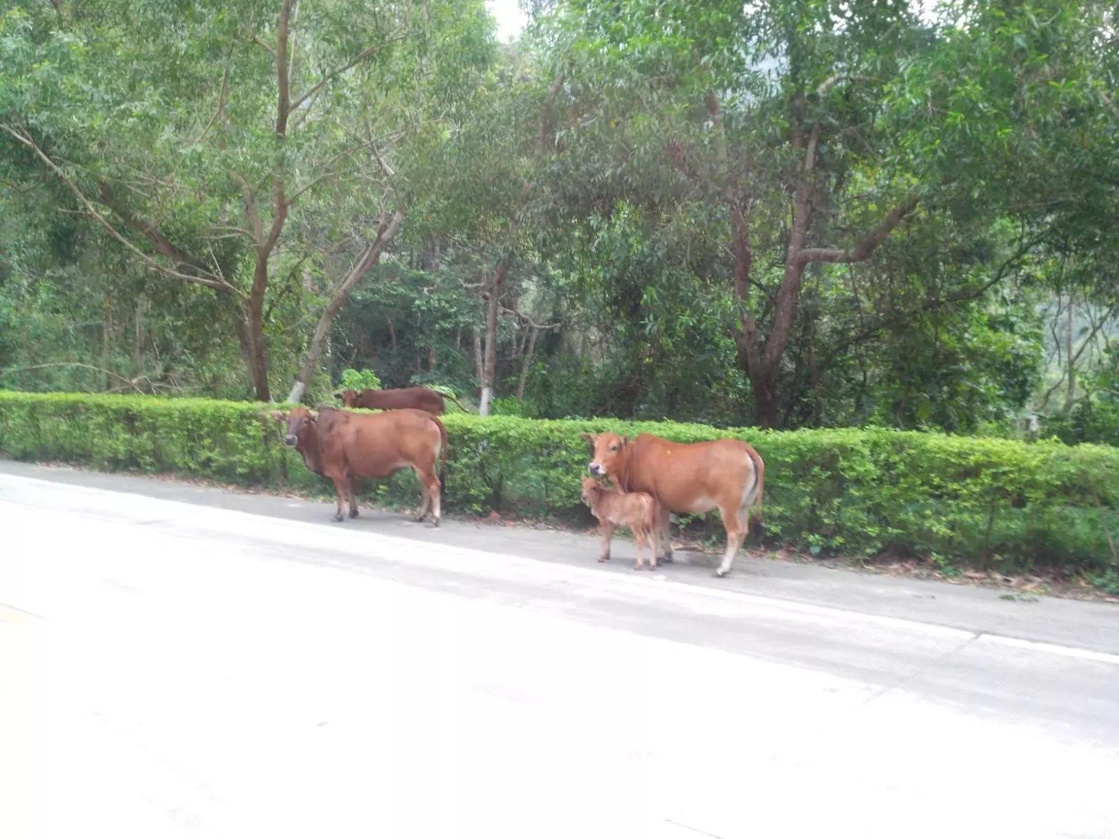 海南环岛自由行攻略最详细,海南环岛骑车多少公里