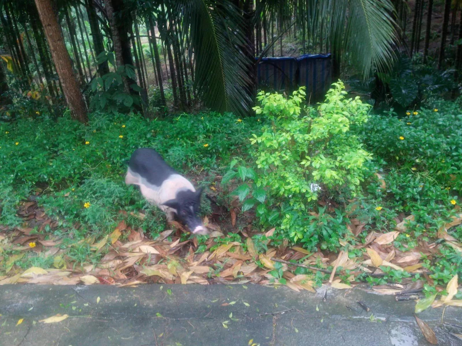 海南环岛自由行攻略最详细,海南环岛骑车多少公里